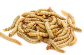 2,000 Meal Worms