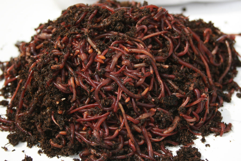 25,000 Composting Worms